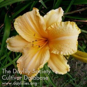 Daylily Coburg Preview